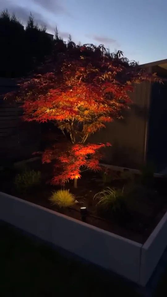 Roter Ahorn am Abend, von Gartenstrahlern angeleuchtet