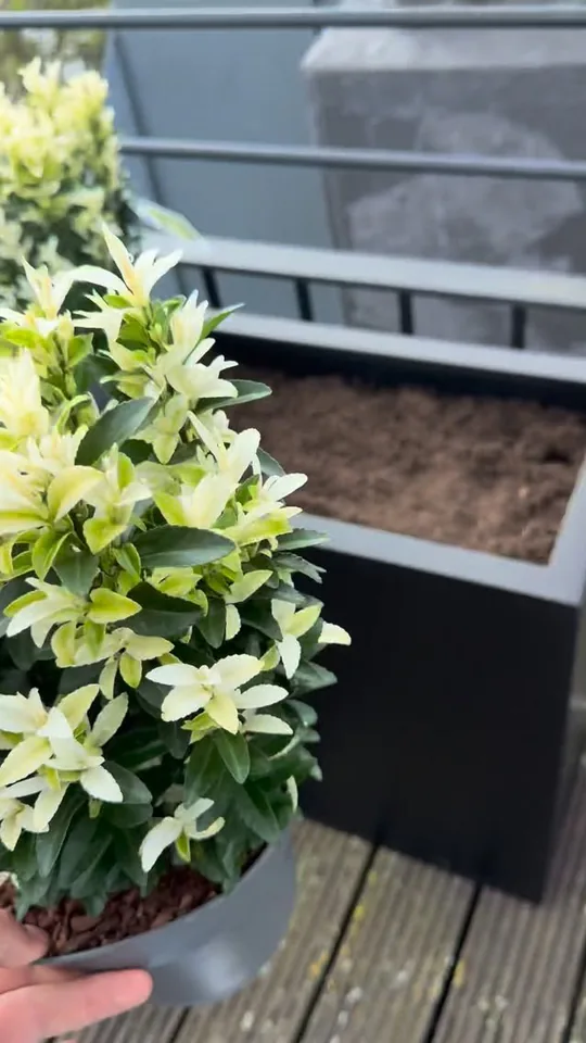 Weiß blühende Pflanze über einem Pflanzkasten auf der Dachterrasse